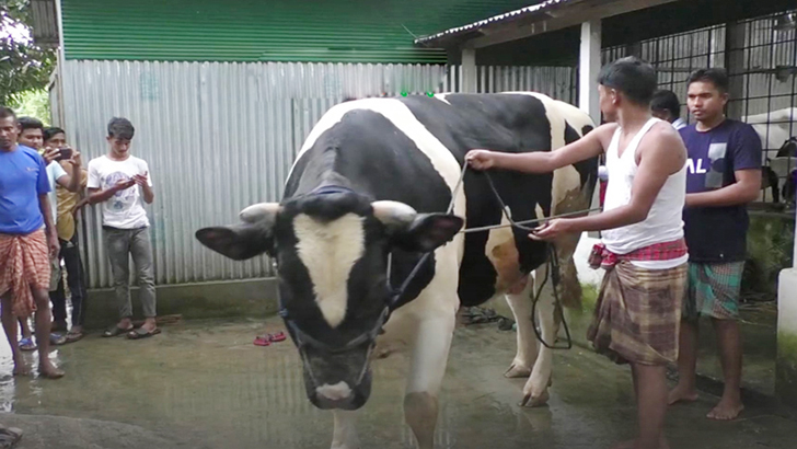 কোরবানির হাট মাতাবে ৪২ মণের ‘সুলতান’!