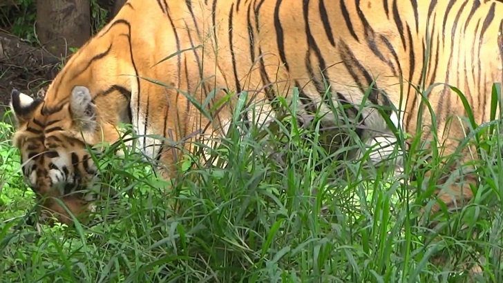 মাংস ছেড়ে ঘাস খাচ্ছে বাঘ!(ভিডিও)
