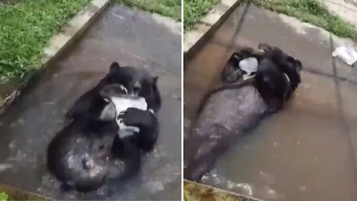 বরফ নিয়ে ভাল্লুকের কাণ্ড ভাইরাল (ভিডিও)