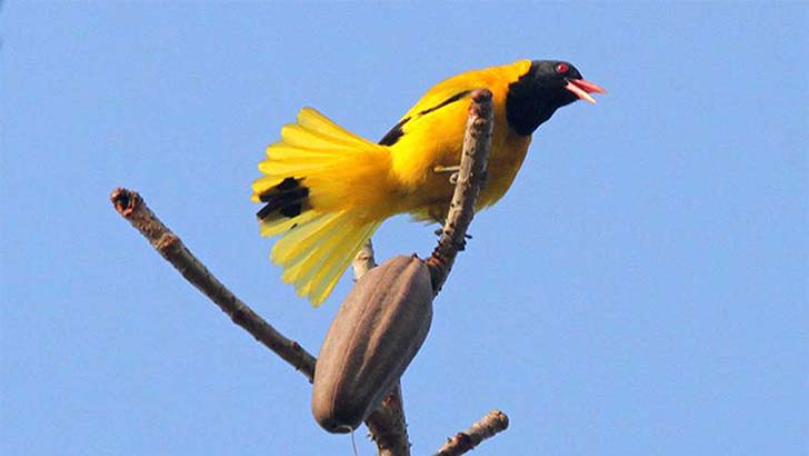 হারিয়ে যাচ্ছে হলদে পাখি ‘বউ কথা কও’