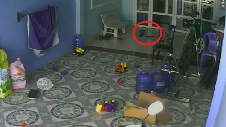 যেভাবে শিশুটিকে তাড়া করছে ক্ষিপ্ত বিষাক্ত সাপ (ভিডিও)