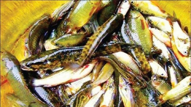 দেশি মাছের স্বাদ-গন্ধ