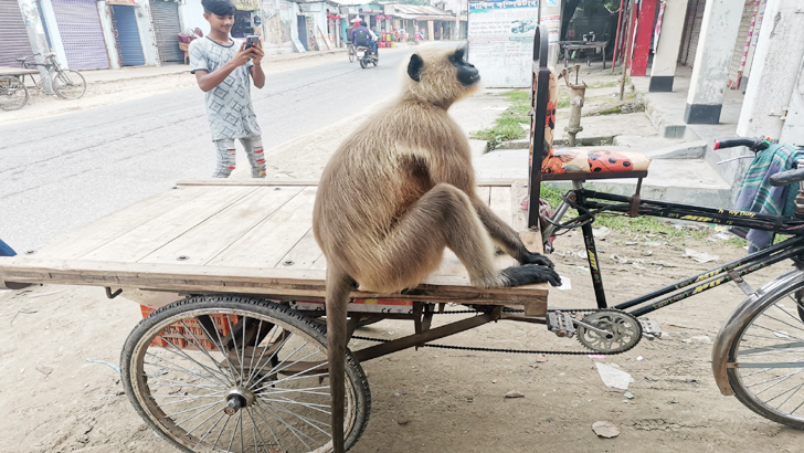 লোকালয়ে ঘুরে বেড়াচ্ছে মুখপোড়া হনুমান
