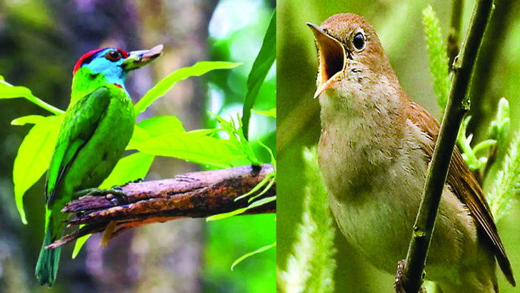 পাখিদের কলতানে মুখর আরশিনগর