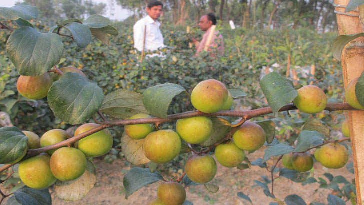 দুর্নীতি, সুশাসন ও খাদ্য নিরাপত্তা