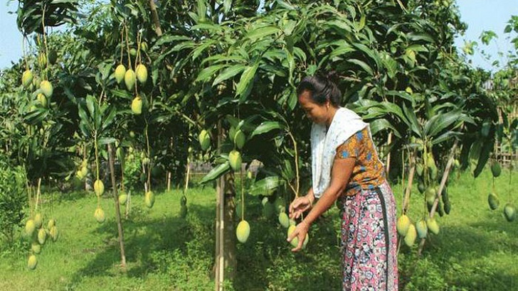 পাহাড়ি আম রপ্তানির সম্ভাবনাকে কাজে লাগাতে হবে