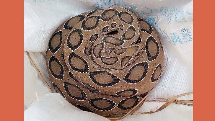 ছড়িয়ে পড়েছে ভয়ংকর রাসেলস ভাইপার