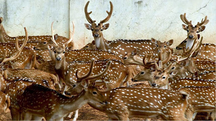 ৫০ হাজার টাকায় বিক্রি হবে জাতীয় চিড়িয়াখানার হরিণ