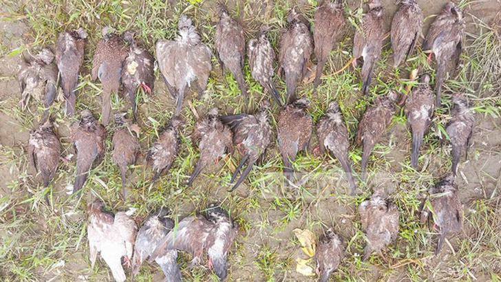 জমিতে কীটনাশকযুক্ত মাসকালাই, ৭২ ঘুঘু-কবুতরের মৃত্যু