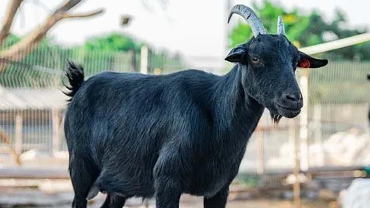 ছাগলের মাছ খাওয়ার ভিডিও ভাইরাল