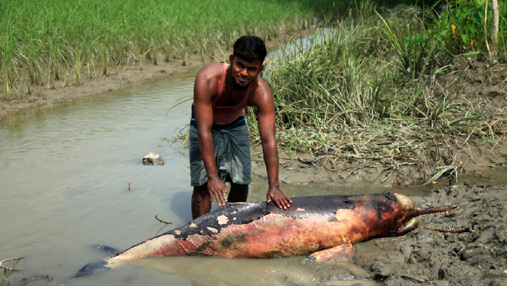 ডুবোচরে মৃত ডলফিন