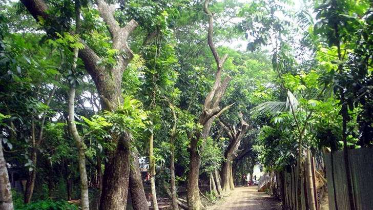 গাছের ডাল কেটে মামলা!