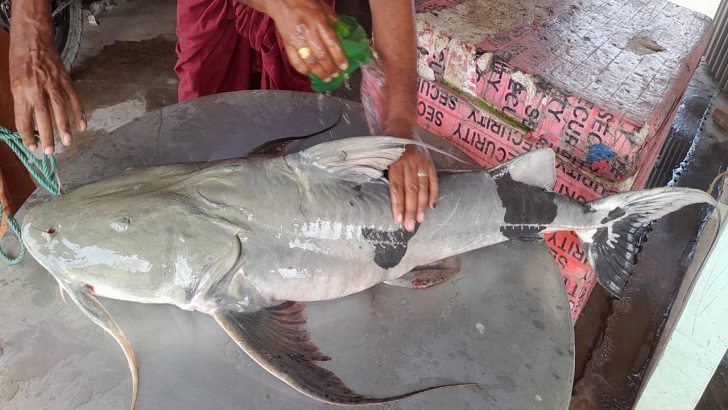 পদ্মায় জেলেদের জালে ধরা পড়ল ২৫ কেজির বাগাড়