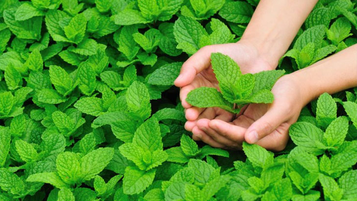 পুদিনার ৮ অসাধারণ গুণ