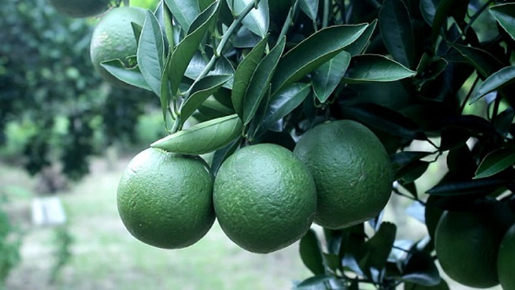 গাছে থাকাবস্থায় বাগানের ফল বিক্রি করা কি বৈধ?