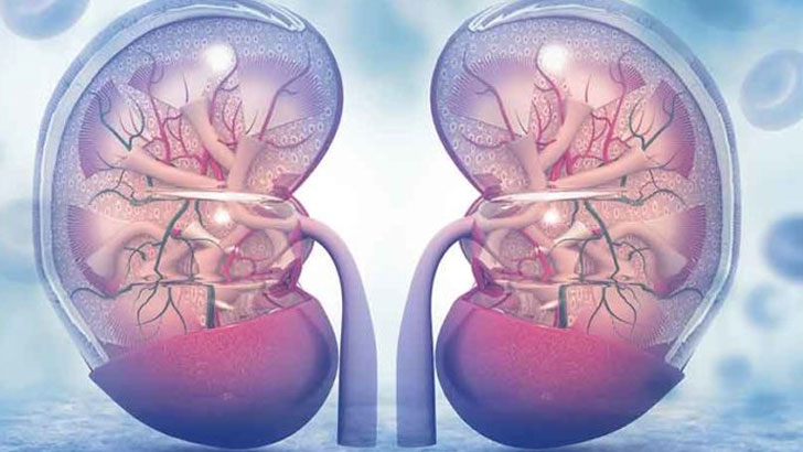 কিডনি রোগীরা কী খাবেন না? 