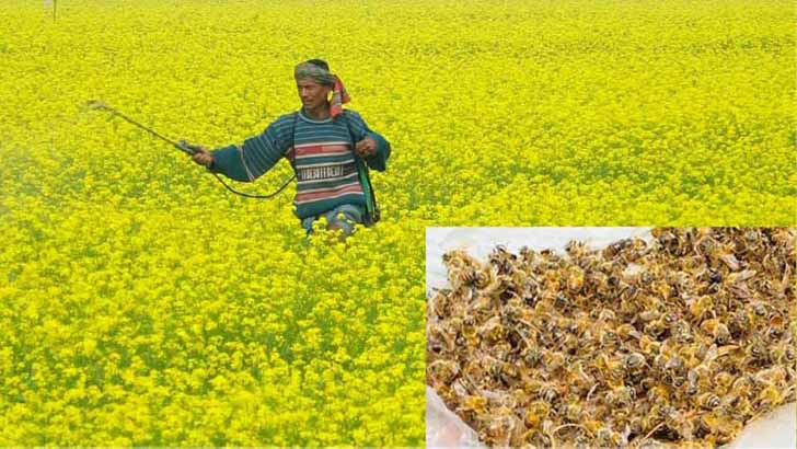 কোটি কোটি মৌমাছির মৃত্যু বিপাকে মৌ খামারিরা