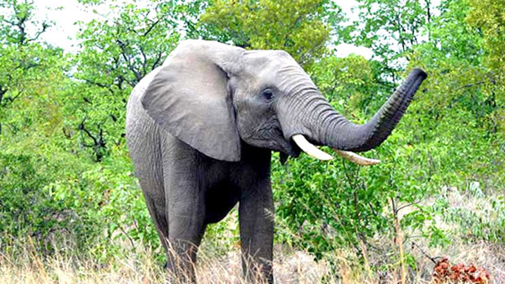 যাত্রীবাহী বাস ঠেলে নিয়ে গেল বন্য হাতি (ভিডিও)