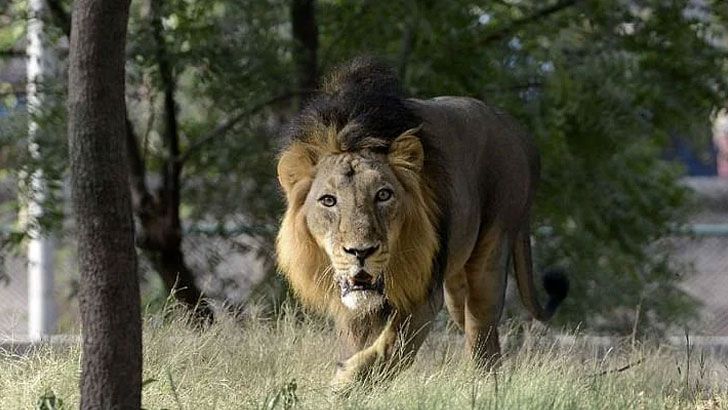 ছয় সিংহী নিয়ে তরুণীর কাণ্ডে তাজ্জব নেটদুনিয়া (ভিডিও)