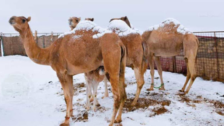 শীতে কাঁপছে সৌদি আরব, জমে যাচ্ছে উটের চোখের পানিও (ভিডিও)