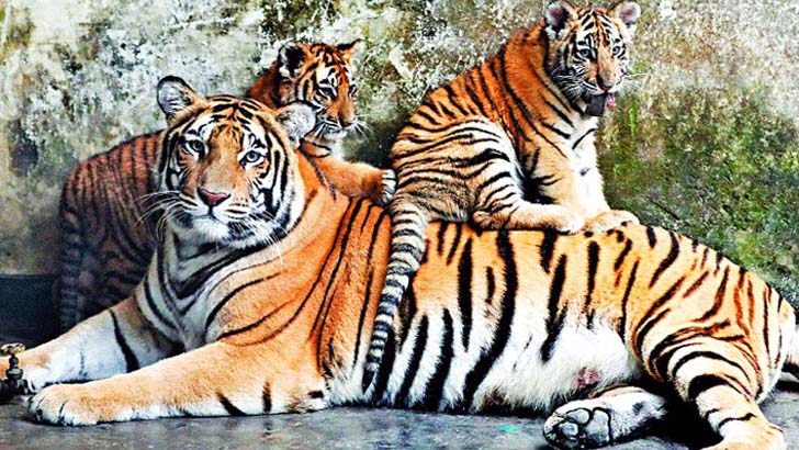 কদম-শিউলির ঘরে আনন্দ-উৎসব, দুশ্চিন্তায় কর্তৃপক্ষ (ভিডিও)