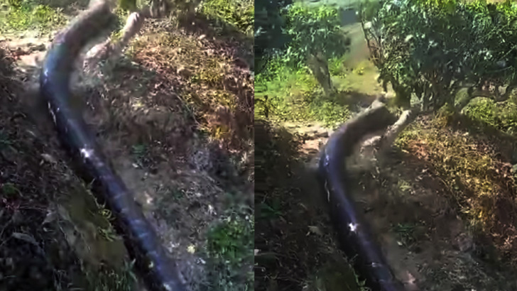 Ular jojalarning anuslarini yalaydilar