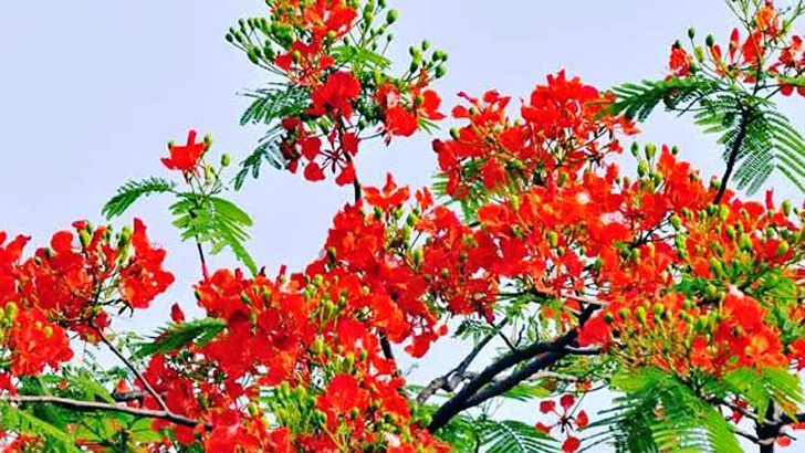 বসন্তের রঙে রাঙিয়ে দিয়ে যাও