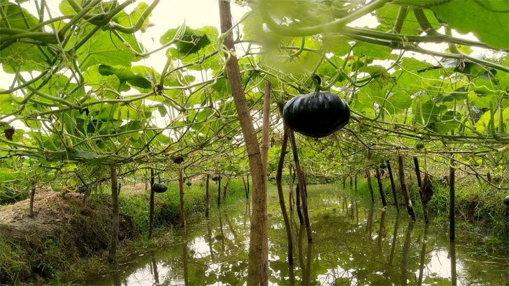সবজি উৎপাদনে বাংলাদেশ তৃতীয়