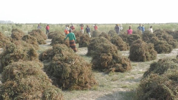 চরের পতিত জমি হাসি ফোটাচ্ছে কৃষকের মুখে