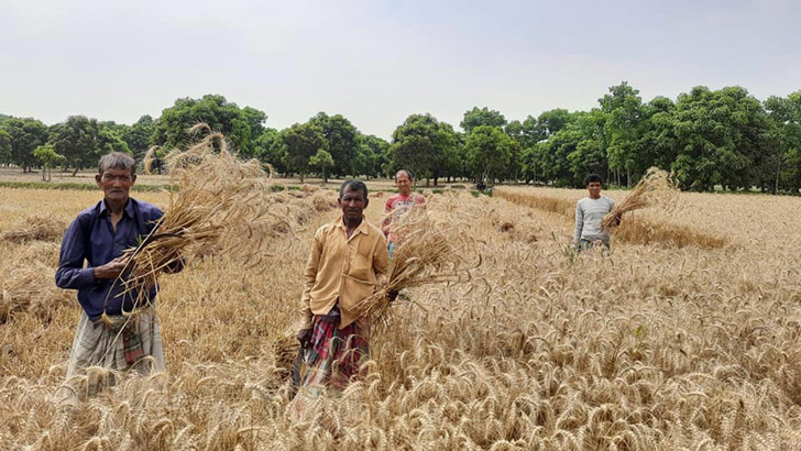 নতুন জাতের গমে আয় বেড়েছে সাড়ে ১০ কোটি টাকা