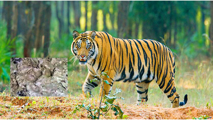 সুন্দরবনের বাঘ লোকালয়ে, আতঙ্কে গ্রামবাসী