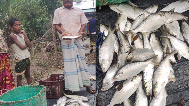 পুকুরে মিলল ৩৫টি ইলিশ