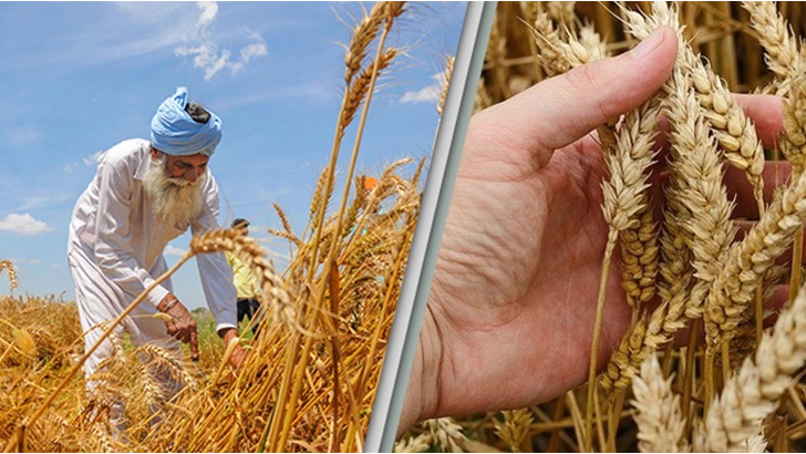 ভারতের গম রপ্তানির নিষেধাজ্ঞা বাংলাদেশের জন্য নয়