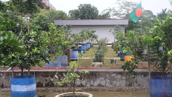 কুড়িগ্রাম ডিসি অফিসের ছাদ এখন ফল ও ফুলের বাগান