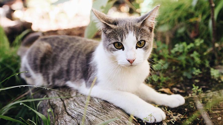 বিয়ের রাতের বিড়াল সমাচার