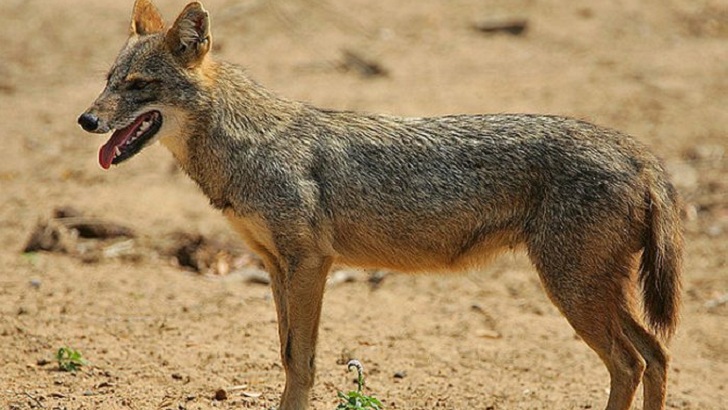 শিয়ালের কামড়ে আহত ৪