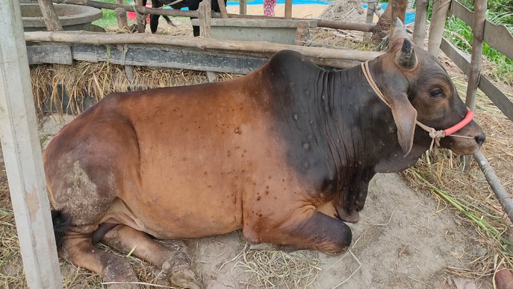 শাহজাদপুরে ২ শতাধিক গরু ল্যাম্পি স্কিন রোগে আক্রান্ত