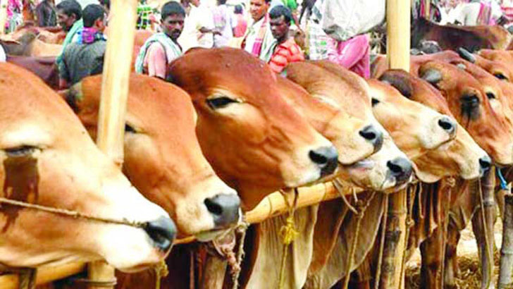 সুস্থ গরু চেনার উপায়