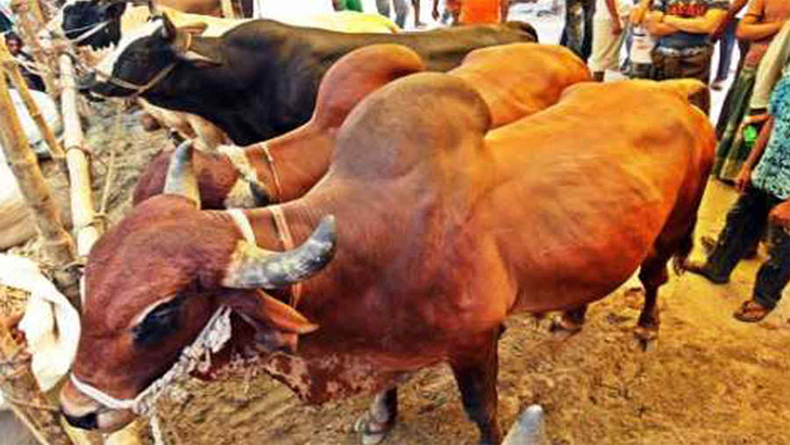 কুরবানির সঙ্গে আকিকা করলে কি আদায় হবে?