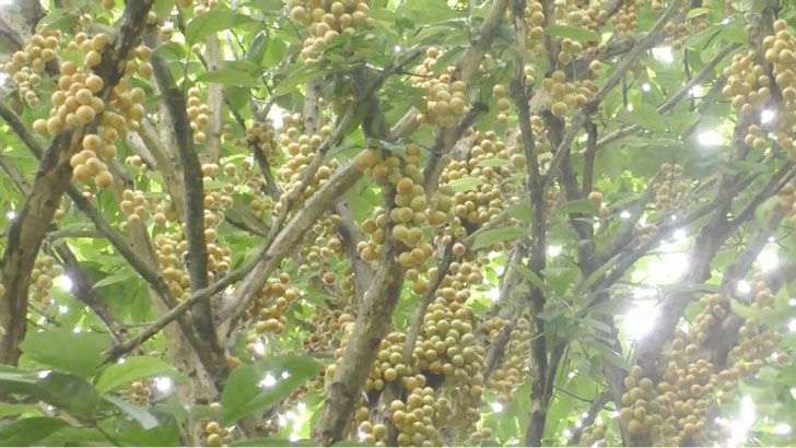 গাছের মগডালে থোকায় থোকায় ঝুলছে সুস্বাদু লটকন