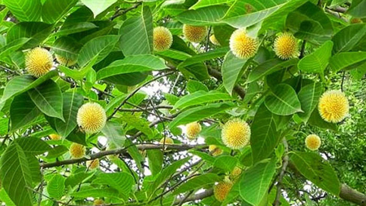 বর্ষার দূত ‘কদম ফুল’ পাখা মেলে আছে 