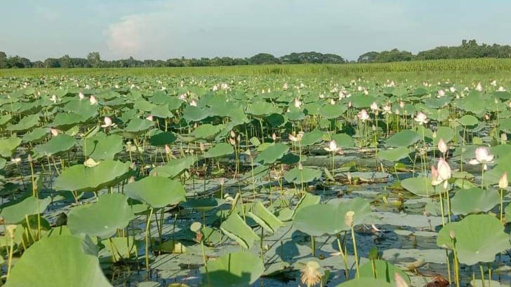 মটবাড়িয়া বিলে পদ্ম ফুলের রাজত্ব!