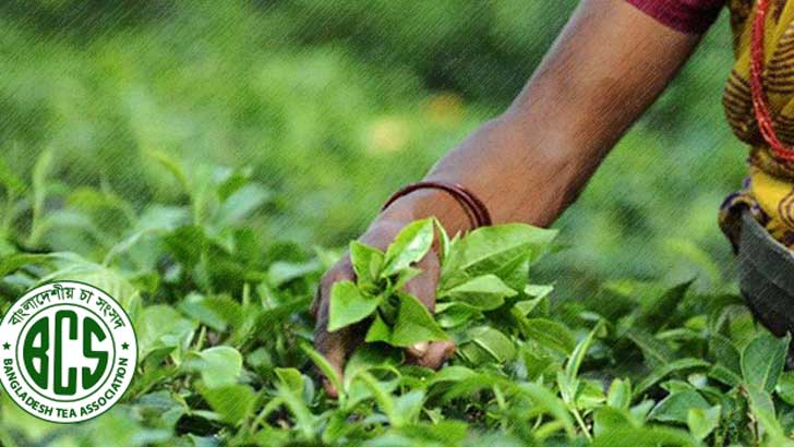 চা শ্রমিকদের আন্দোলন, যা বলছে টি অ্যাসোসিয়েশন