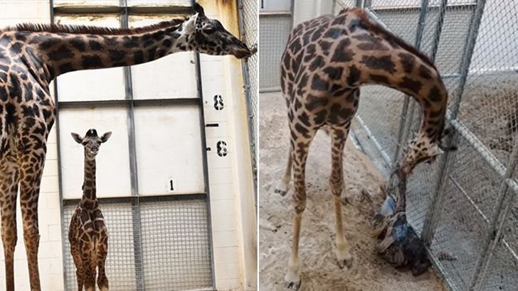 চিড়িয়াখানায় দর্শকদের সামনেই হঠাৎ সন্তান প্রসব জিরাফের! (ভিডিও)