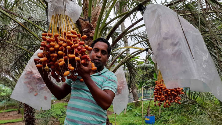 যেভাবে আজওয়া-মরিয়ম খেজুর চাষ করে কোটিপতি গণিতে ডিগ্রিধারী বাদল (ভিডিও)