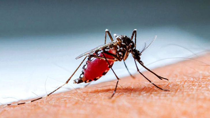 এক দিনে ডেঙ্গিতে ৬ জনের মৃত্যু, আরও ৯১৮ রোগী হাসপাতালে ভর্তি