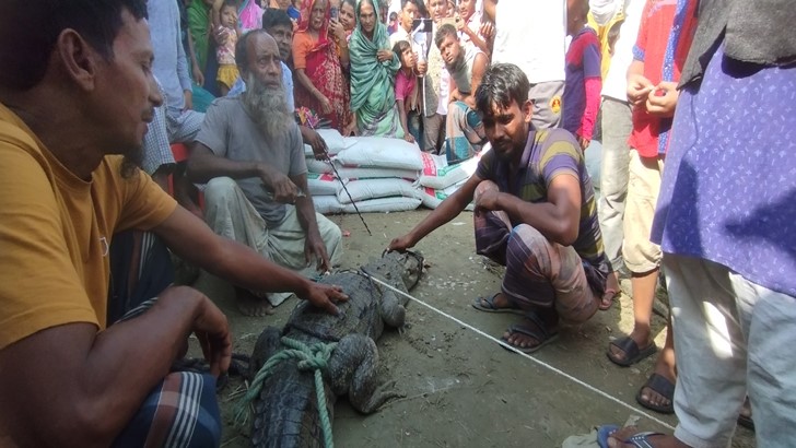 মৎস্য ঘের থেকে বিশাল কুমির উদ্ধার