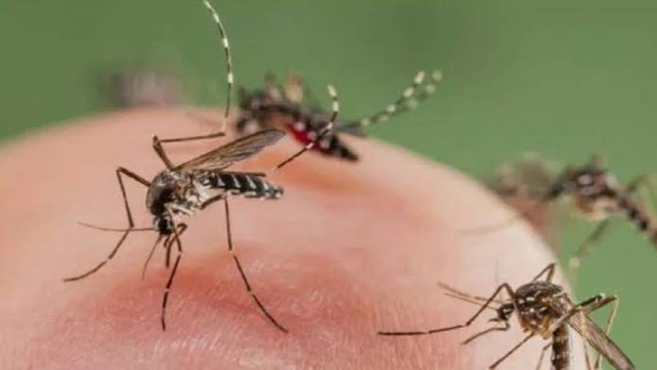 অব্যাহত মশার উপদ্রব, নিধন কার্যক্রম বছরজুড়ে পরিচালনা করতে হবে