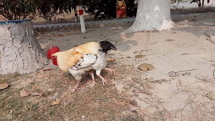 যে কারণে একটি মোরগ ৫০ হাজার টাকায় কেনার আগ্রহ