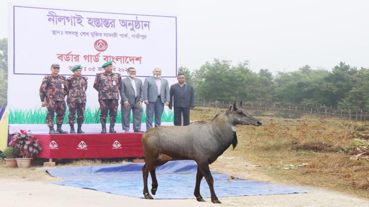 বঙ্গবন্ধু সাফারি পার্কে বিরল প্রজাতির নীলগাই হস্তান্তর করলো বিজিবি